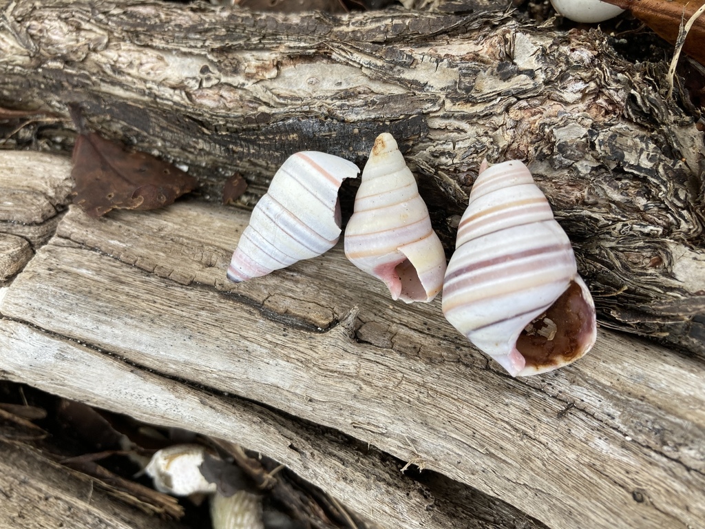 Candy Cane Snail in January 2022 by Susie. From L. virgineus ...