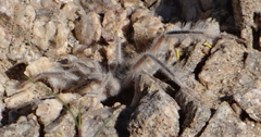 Solpugidae