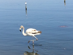 Phoenicopterus chilensis