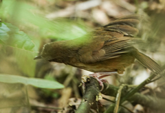 Malacocincla abbotti