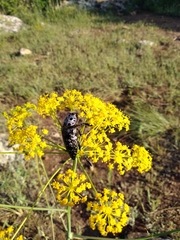 Capnodis cariosa