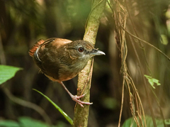 Malacocincla abbotti