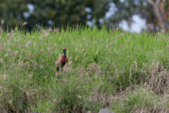 Phasianus colchicus formosanus