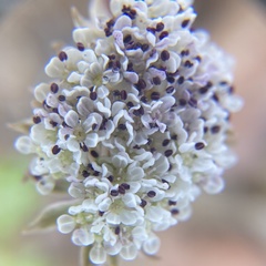 Cymopterus coulteri