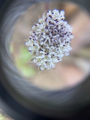 Cymopterus coulteri