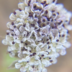 Cymopterus coulteri