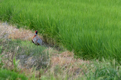 Phasianus colchicus formosanus