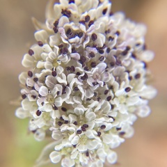Cymopterus coulteri