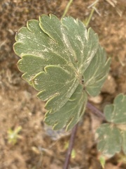 Cymopterus coulteri