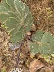 Cymopterus coulteri