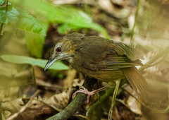 Malacocincla abbotti