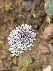 Cymopterus coulteri