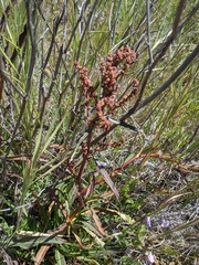 Rumex californicus