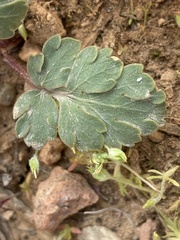 Cymopterus coulteri