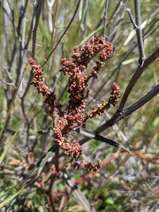 Rumex californicus