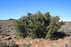 Searsia burchellii