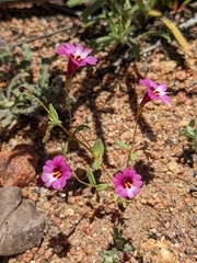 Mimulus diffusus (Erythranthe diffusa)