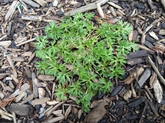 Geranium oreganum