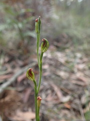 Pterostylis clivosa
