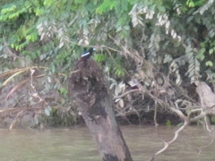 Cymbirhynchus macrorhynchos