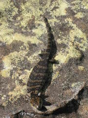 Egerniinae