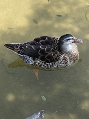 Anas platyrhynchos × Cairina moschata