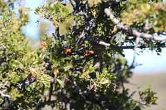 Searsia burchellii
