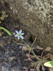 Meconella denticulata