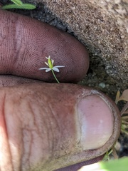 Meconella denticulata