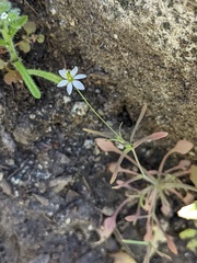 Meconella denticulata