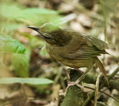 Malacocincla abbotti