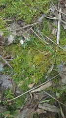 Claopodium crispifolium