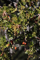 Searsia burchellii