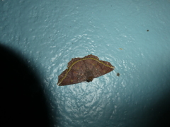 Synnomos firmamentaria