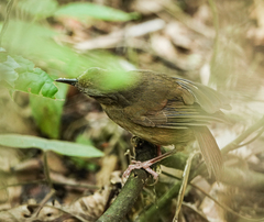 Malacocincla abbotti