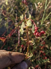 Astragalus deanei