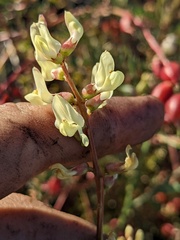 Astragalus deanei