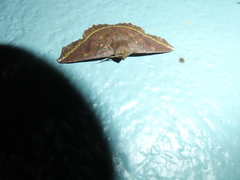 Synnomos firmamentaria