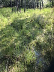 Dichanthelium longiligulatum