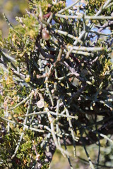 Searsia burchellii