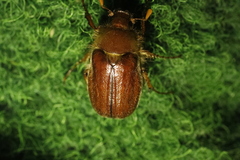Holochelus