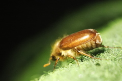 Holochelus