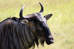 Connochaetes taurinus johnstoni