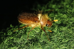 Holochelus