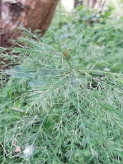 Asparagus virgatus