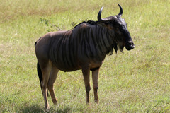 Connochaetes taurinus johnstoni