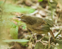 Malacocincla abbotti