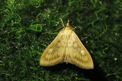 Paratalanta pandalis