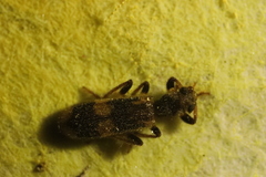 Opilo mollis
