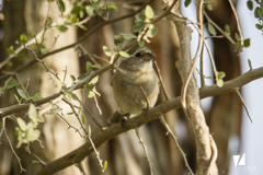 Passerina versicolor